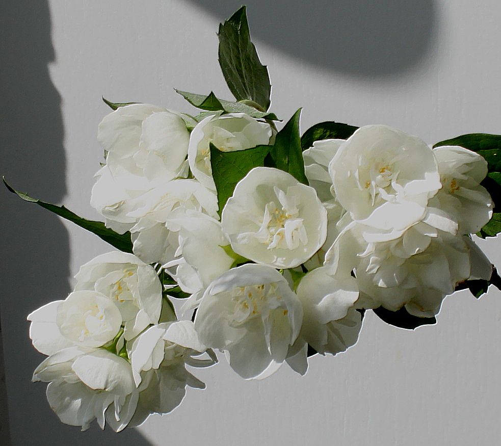 Image of Philadelphus &times; virginalis specimen.