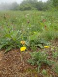 Leontodon biscutellifolius. Цветущее растение. Крым, гора Северная Демерджи. 2 июня 2012 г.