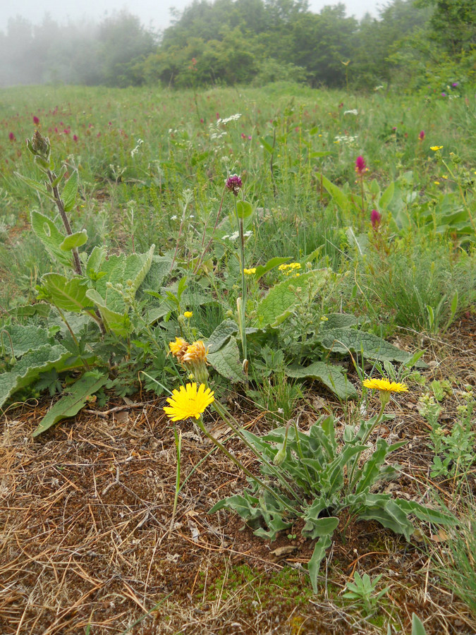 Изображение особи Leontodon biscutellifolius.