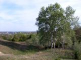 Populus alba