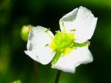Alisma plantago-aquatica