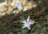 Dianthus borussicus