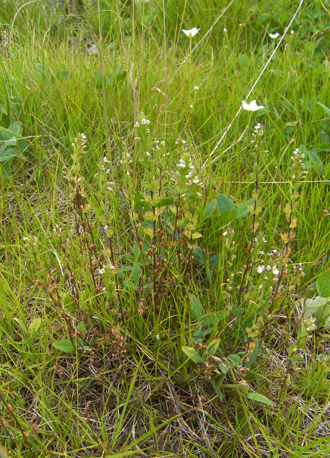 Image of Euphrasia caucasica specimen.