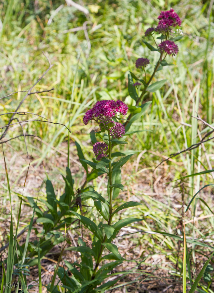 Изображение особи Hylotelephium triphyllum.