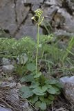 Valeriana ficariifolia