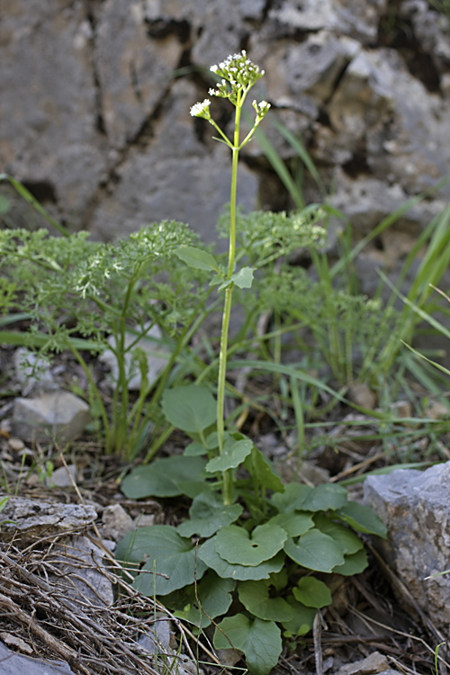 Изображение особи Valeriana ficariifolia.