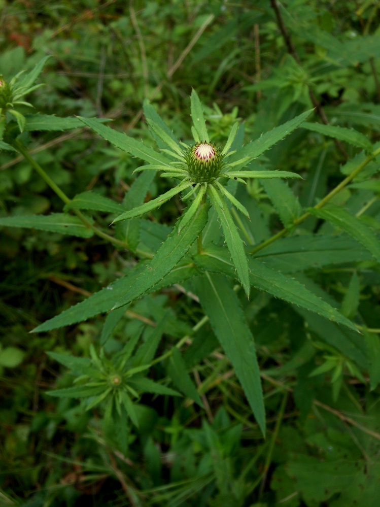 Изображение особи Cirsium coryletorum.