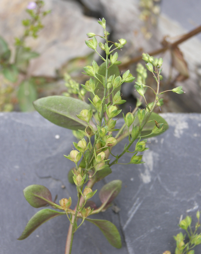 Image of Veronica beccabunga specimen.