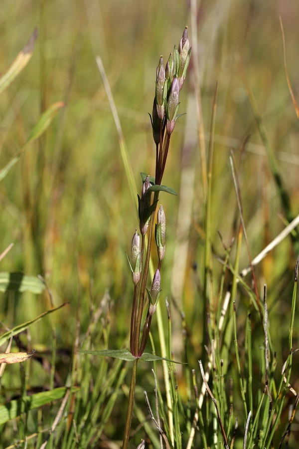 Изображение особи Gentianella amarella.