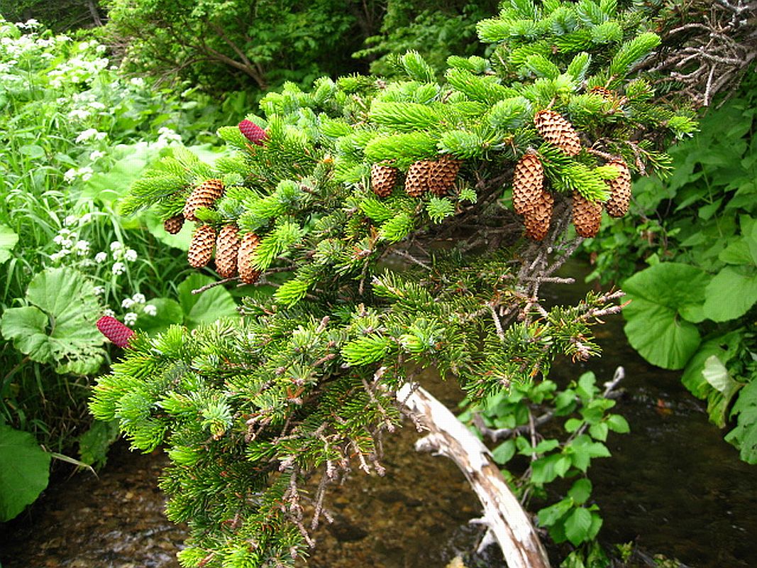 Изображение особи Picea ajanensis.