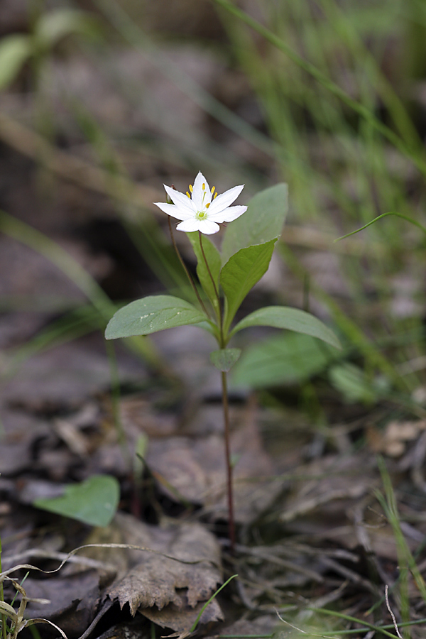 Image of Trientalis europaea specimen.