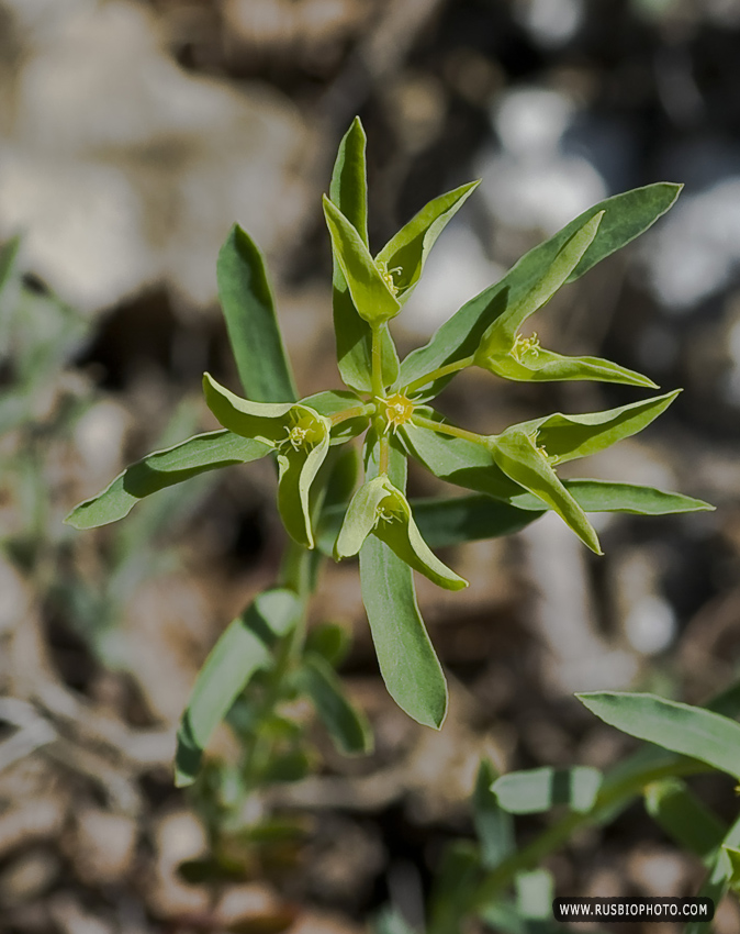 Изображение особи Euphorbia taurinensis.