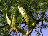 Gleditsia triacanthos