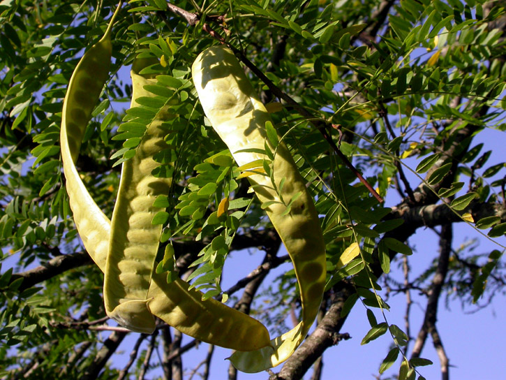 Изображение особи Gleditsia triacanthos.