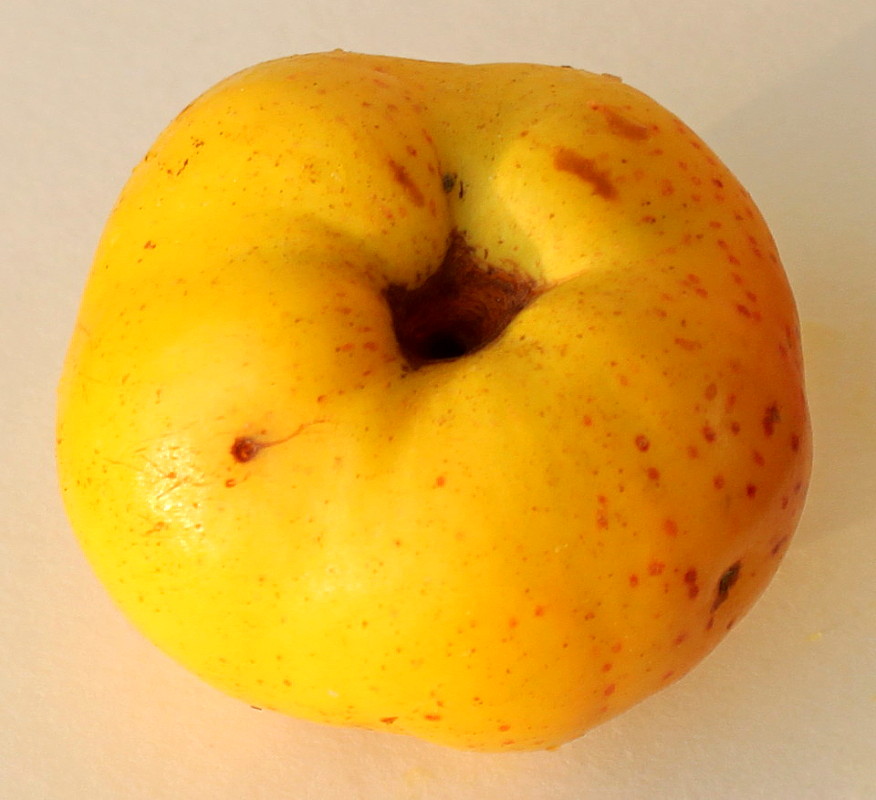 Image of Chaenomeles japonica specimen.