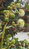 Fatsia japonica