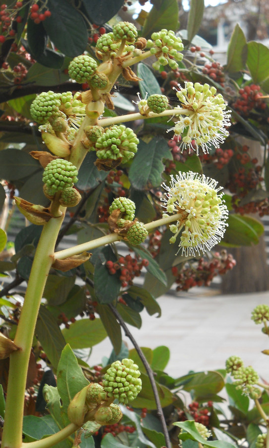 Изображение особи Fatsia japonica.