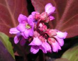 Bergenia pacifica