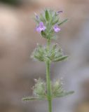 Micromeria nervosa. Соцветие. Israel, Mount Carmel. Апрель 2008 г.