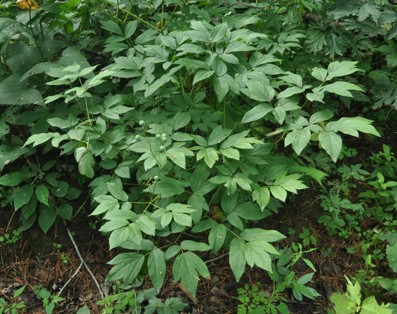 Image of Caulophyllum robustum specimen.