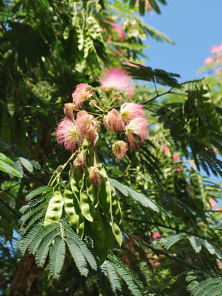 Изображение особи Albizia julibrissin.