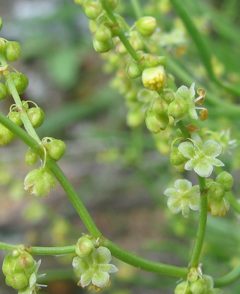 Image of Rumex acetoselloides specimen.