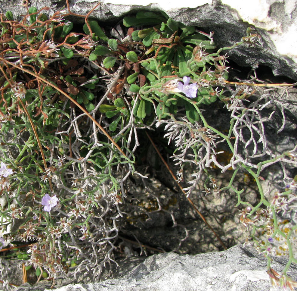 Изображение особи Limonium cancellatum.