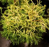 Chamaecyparis obtusa