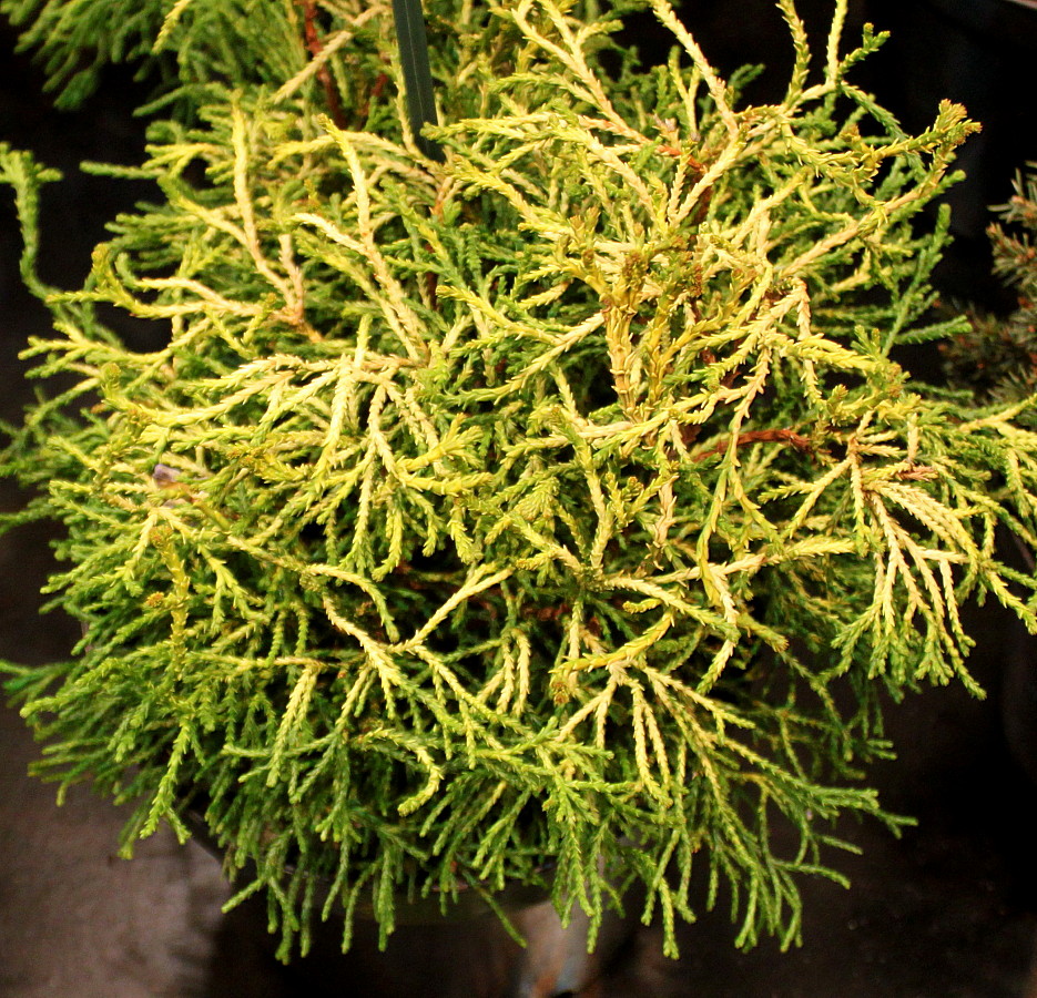 Image of Chamaecyparis obtusa specimen.