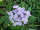 Cardamine quinquefolia