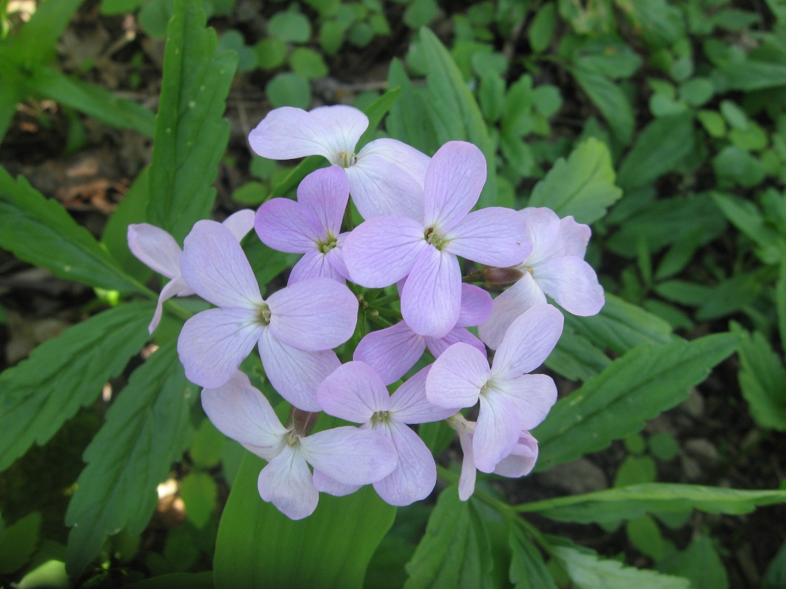 Изображение особи Cardamine quinquefolia.