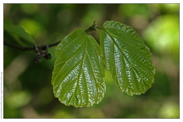 Изображение особи Hamamelis virginiana.