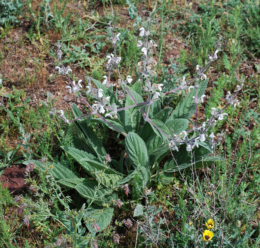 Изображение особи Phlomoides impressa.