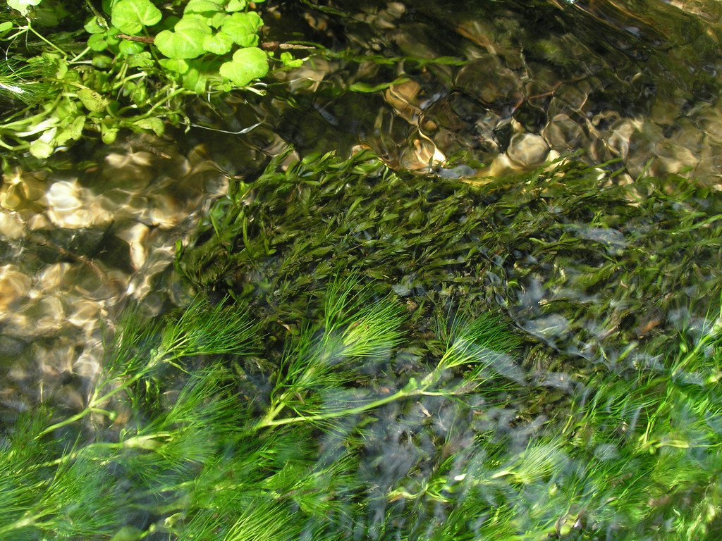 Image of Ranunculus kauffmannii specimen.