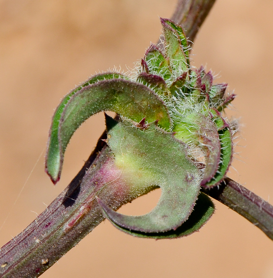 Image of Cichorium endivia specimen.