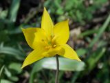 Tulipa biebersteiniana. Цветок. Украина, Харьковская область, Коломакский р-н, окр. с. Гладковка, широколиственный лес. 27.04.2013.