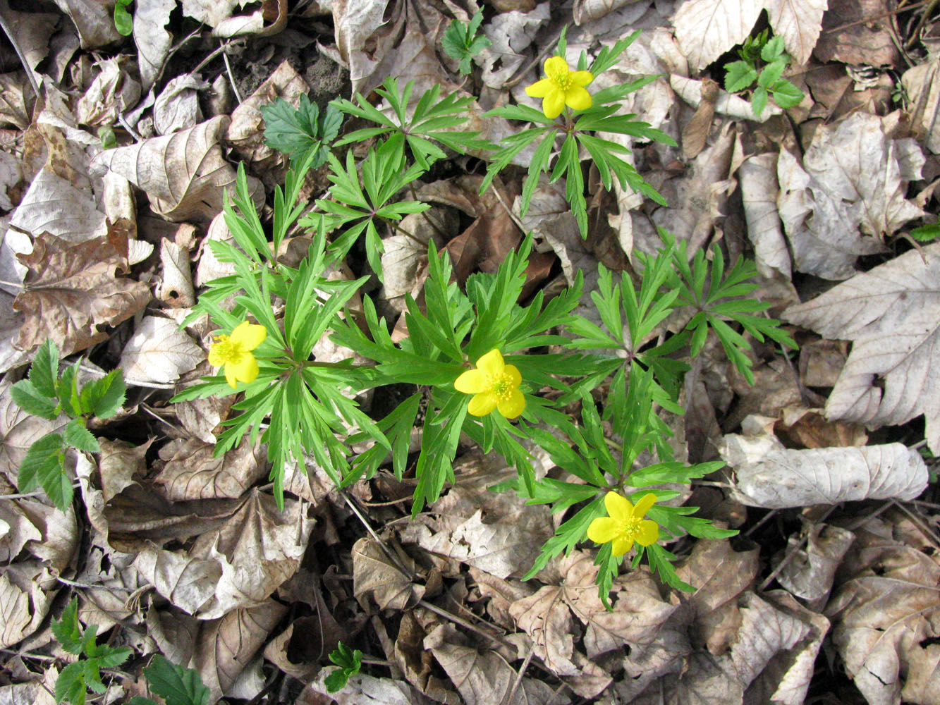 Изображение особи Anemone ranunculoides.