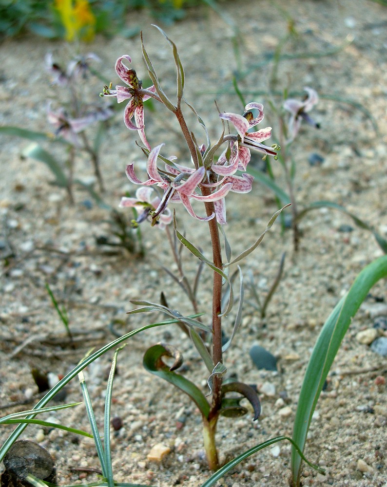 Изображение особи Rhinopetalum karelinii.