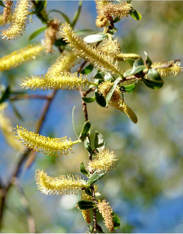 Изображение особи Salix alba.