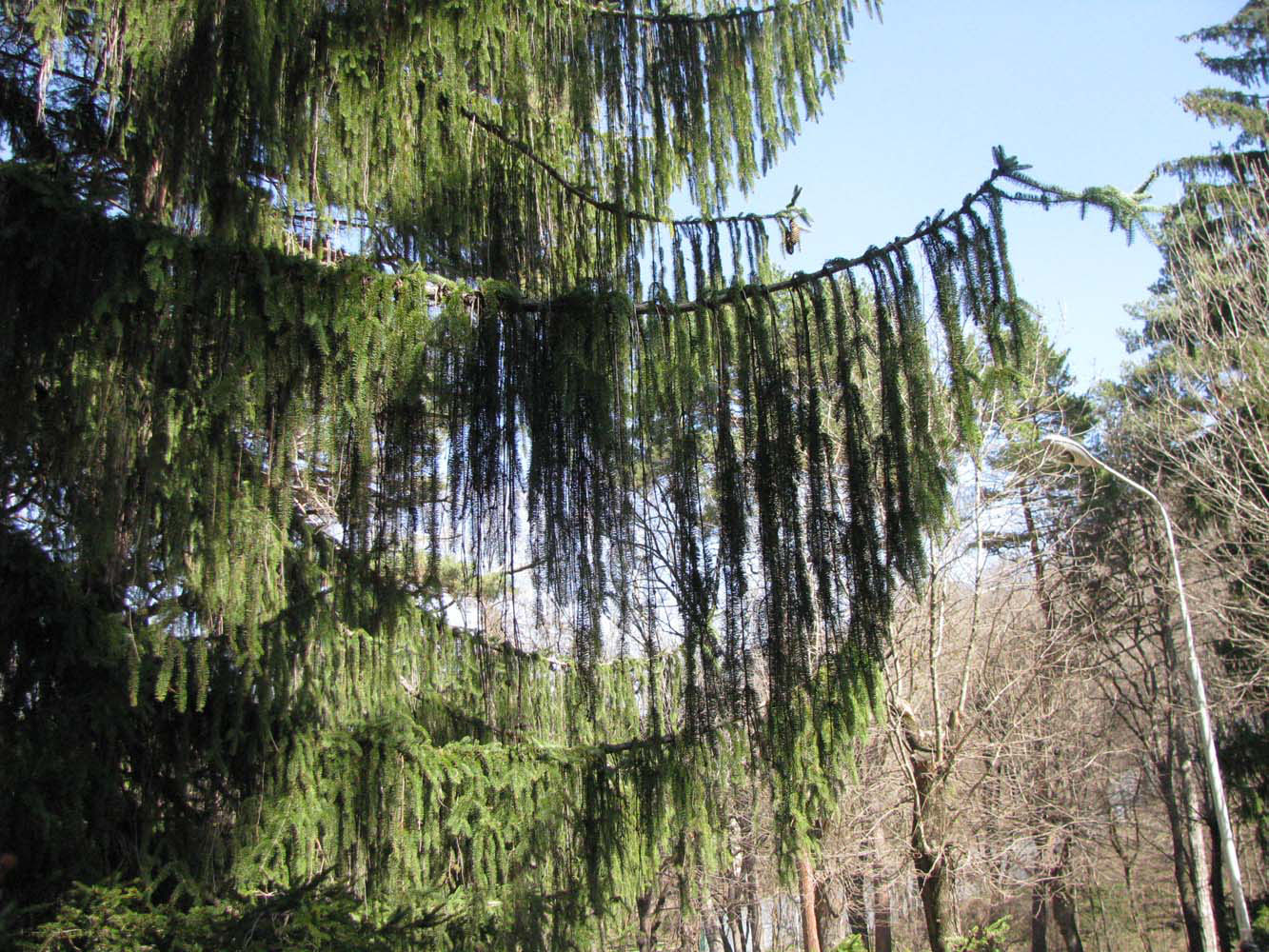 Image of Picea abies specimen.
