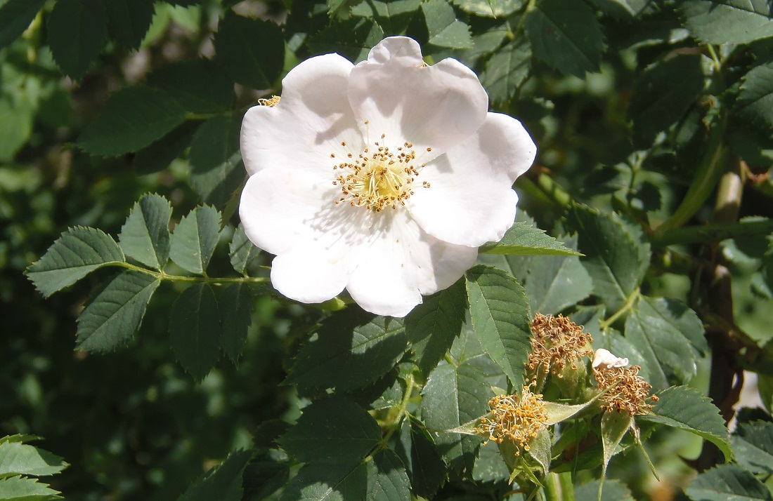 Image of genus Rosa specimen.