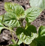 Ageratum houstonianum