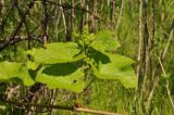 Vitis amurensis. Часть побега с соцветием. Приморский край, Уссурийский р-н, окр. с. Монакино, пойменный лес. 01.06.2013.