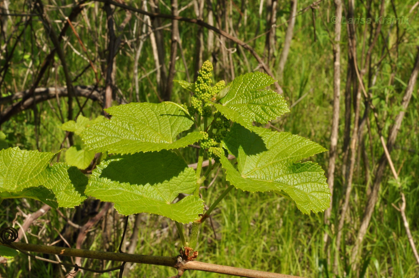 Изображение особи Vitis amurensis.