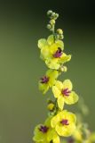 Verbascum marschallianum