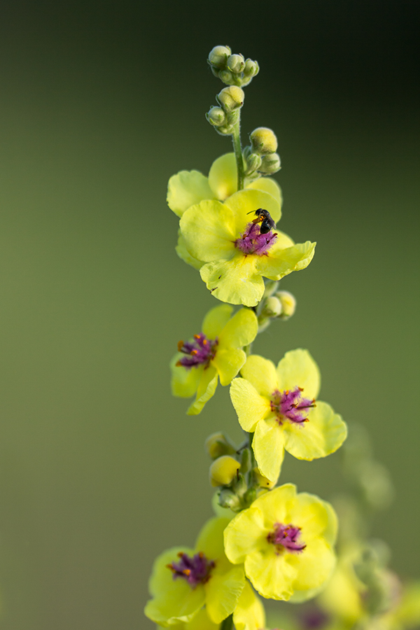 Image of Verbascum marschallianum specimen.