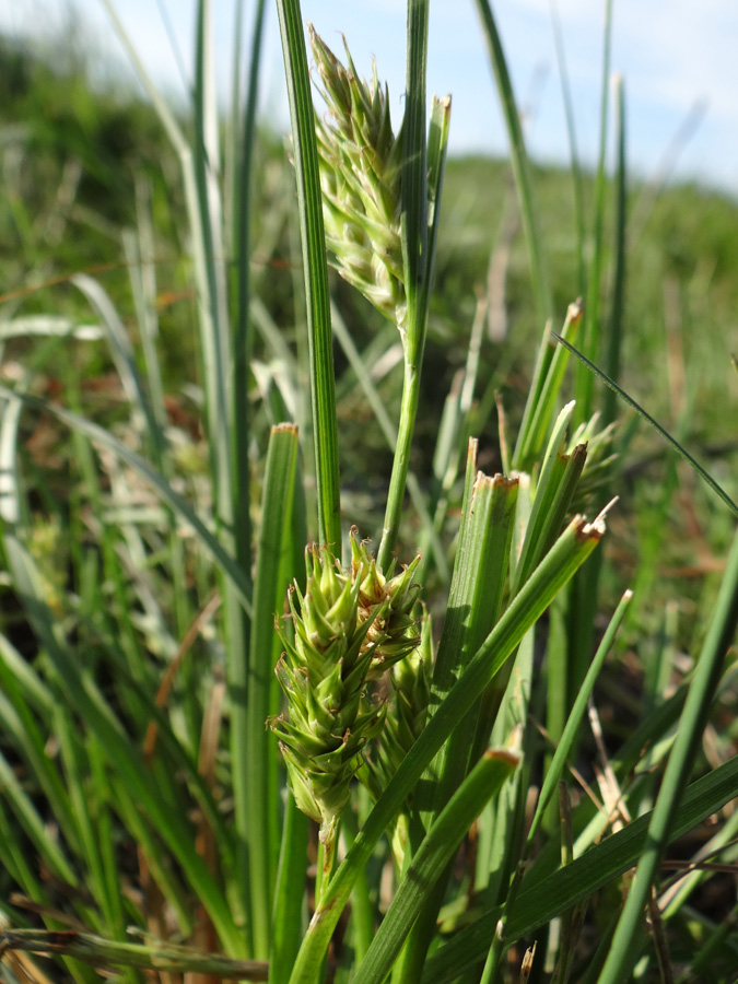 Изображение особи Carex hordeistichos.