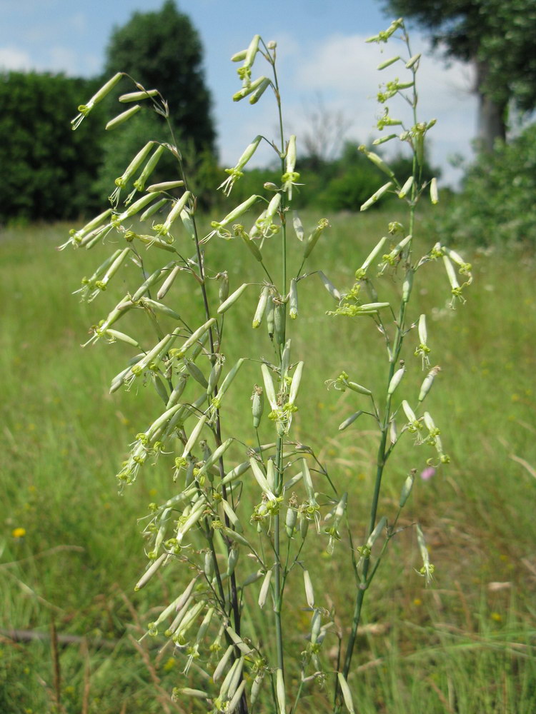 Изображение особи Silene chlorantha.