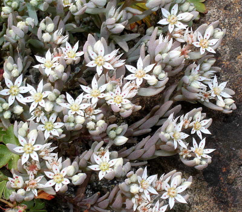 Изображение особи Sedum hispanicum.