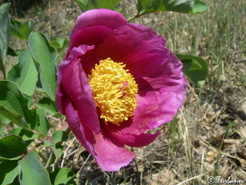 Изображение особи Paeonia daurica.